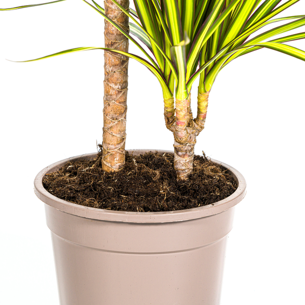 Dracaena Marginata Sunray Ø19cm - ↕80-100cm  BotanicBridge