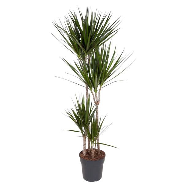 Dracaena Marginata - 160 cm - ø27  BotanicBridge