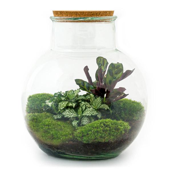 DIY terrarium - Teddy - ↕ 26,5 cm - Rake + Shovel + Tweezer + Scissors  BotanicBridge