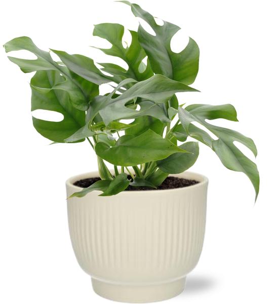 Monstera Minima - Ø12cm - ↕25cm + Potenza Rib Pot D13x11cm - Wit  BotanicBridge