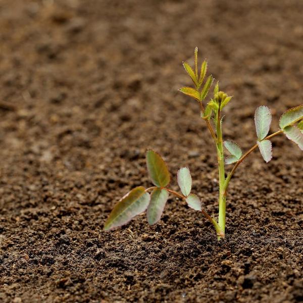 Culvita - Rozengrond 40 liter - potgrond geschikt voor rozen - inclusief RhizoPlus wortelverbeteraar  BotanicBridge