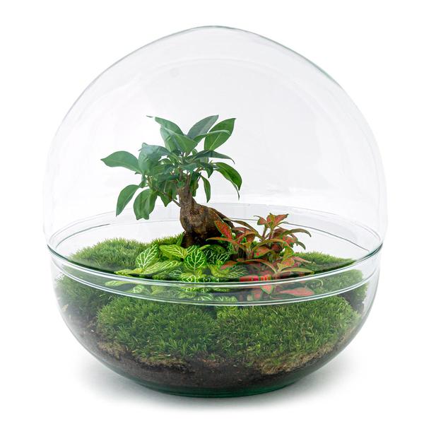 DIY terrarium - Dome XL - Ficus Ginseng Bonsai - ↕ 30 cm - Rake + Shovel + Tweezer  BotanicBridge