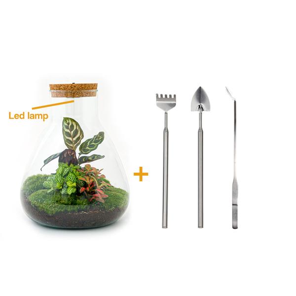 DIY terrarium - Sam Calathea with Light - ↕ 30 cm - Rake + Shovel + Tweezer  BotanicBridge