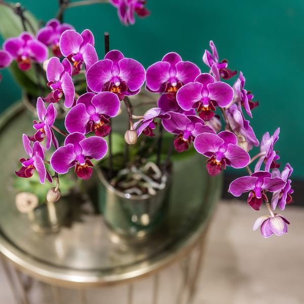 Kolibri Orchids | Paarse phalaenopsis orchidee - Morelia Classy green- potmaat Ø9cm | bloeiende kamerplant - vers van de kweker  BotanicBridge