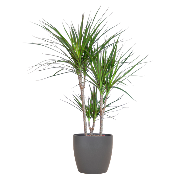 Dracaena Marginata met Viber pot grijs - 95cm - Ø21  BotanicBridge