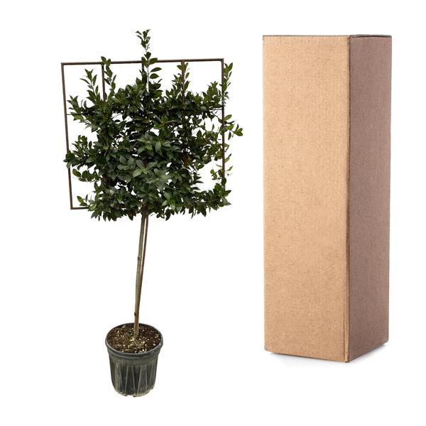 Laurus Nobilis boom op rek - 225 cm - Ø40cm  BotanicBridge