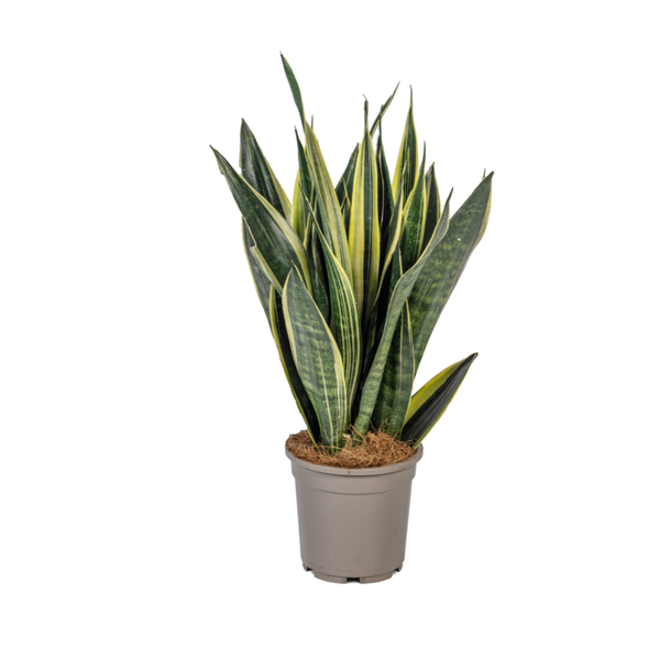 Sansevieria Trifasciata Canary Ø17cm - ↕50-55cm  BotanicBridge