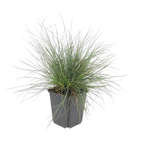 Festuca glauca 'Elijah Bleu' - ↕10-25cm - Ø9cm  - 40x  BotanicBridge