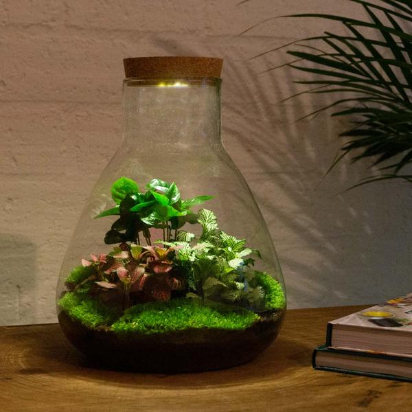 DIY terrarium - Sam Coffea met lamp - ↕ 30 cm - Rake + Shovel + Tweezer  BotanicBridge