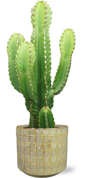 Euphorbia Acrurensis - Ø24cm - ↕90cm + Stian Pot D25x22cm - Groen  BotanicBridge