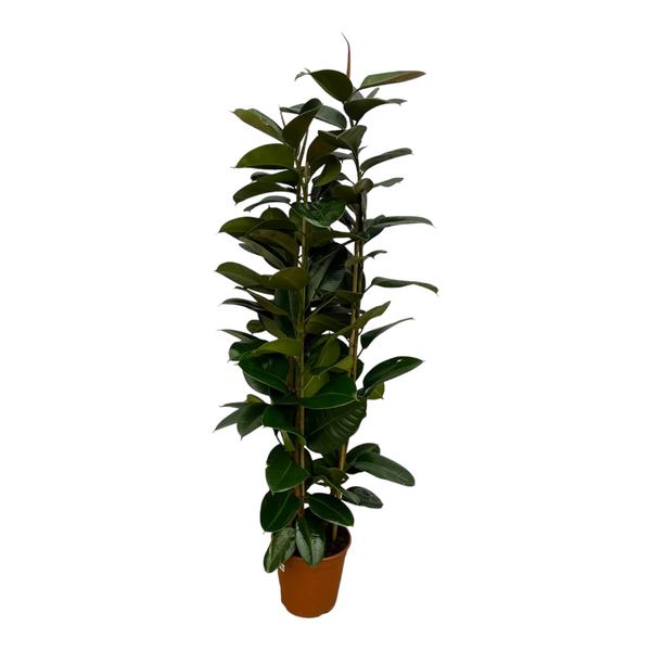 Ficus Elastica Robusta struik - 170 cm - Ø27cm  BotanicBridge