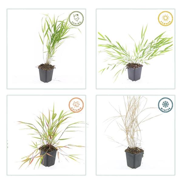 Hakonechloa macra - ↕10-25cm - Ø9cm - 12x  BotanicBridge