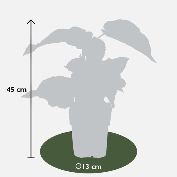 Actinidia delciosioa 'Jenny' - Kiwi - Ø13cm - ↕45cm  BotanicBridge