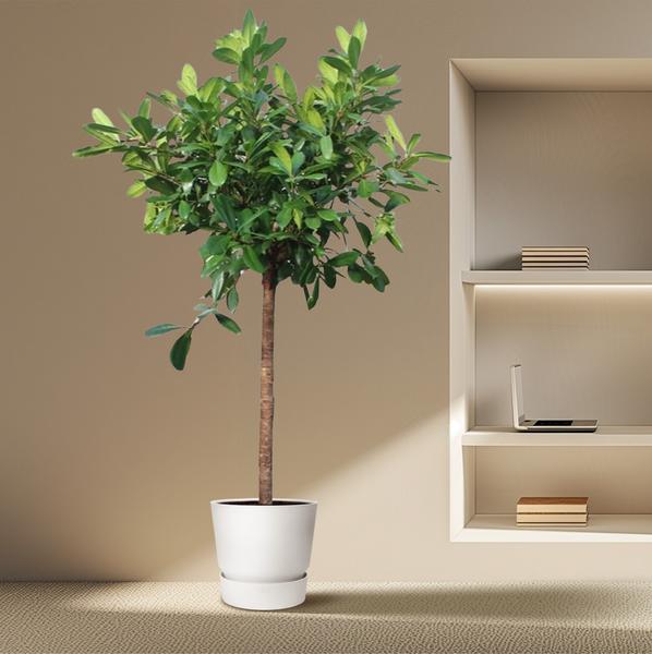 Ficus Cyathistipula boom - 250 cm - ø50  BotanicBridge