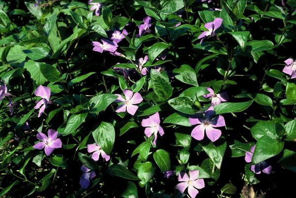 Vinca major - ↕10-25cm - Ø9cm - 40x  BotanicBridge