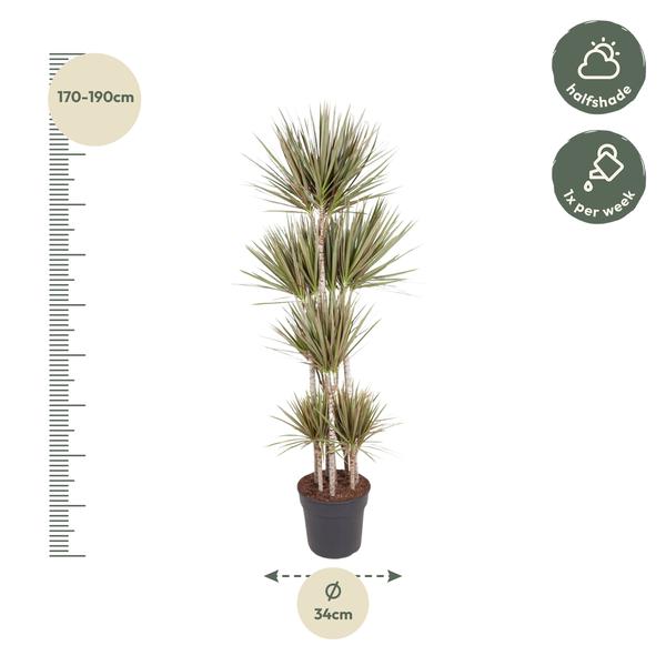 Dracaena Bicolor Carrousel - 190 cm - ø34  BotanicBridge