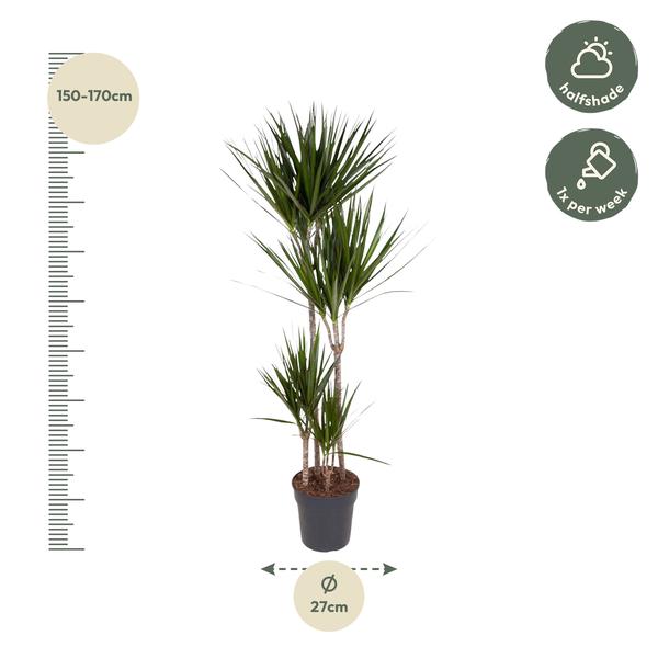 Dracaena Marginata - 160 cm - ø27  BotanicBridge