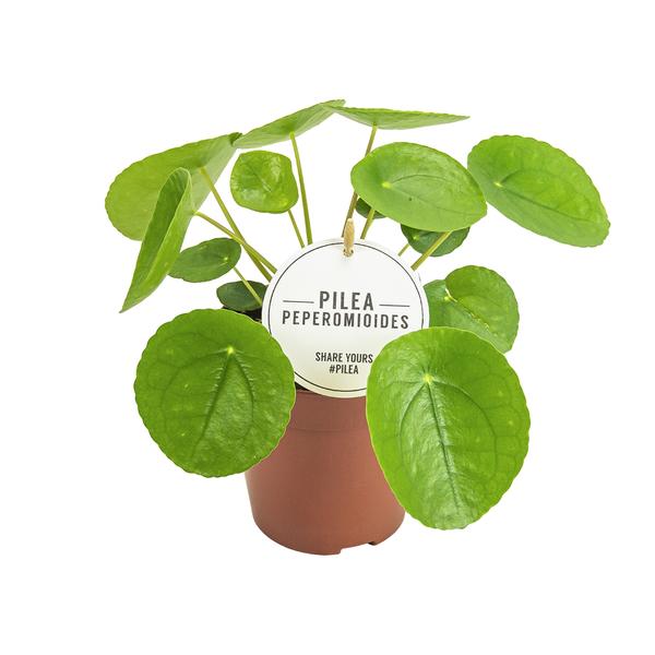 Pilea Peperomioides - Ø13cm - ↕20cm  BotanicBridge