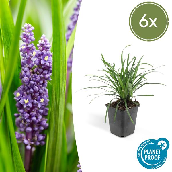 Liriope muscari 'Big Blue' - ↕10-25cm - Ø9cm - 6x  BotanicBridge