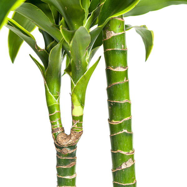 Dracaena Deremensis Dorado Ø24cm - ↕130cm  BotanicBridge