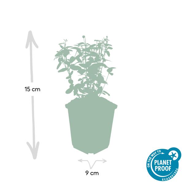 Euonymus fortunei radicans - ↕10-25cm - Ø9cm - 40x  BotanicBridge