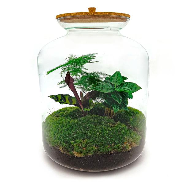 DIY terrarium - Lukas - ↕ 33 cm - Rake + Shovel + Tweezer + Scissors  BotanicBridge