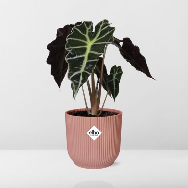 Alocasia ‘Polly’ in ELHO Vibes Fold 14cm roze  BotanicBridge