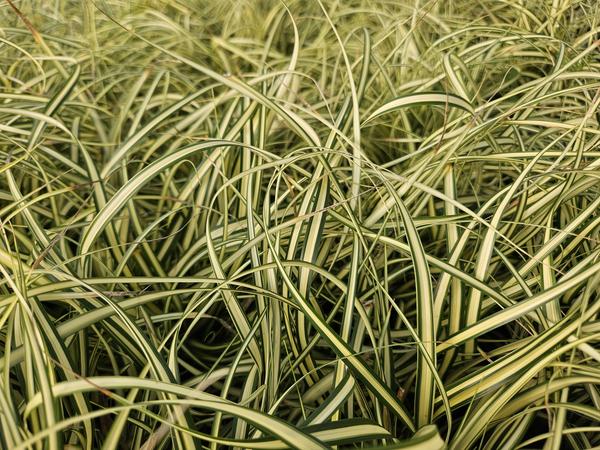 Carex oshim. 'Evergold'  - ↕10-25cm - Ø9cm - 20x  BotanicBridge