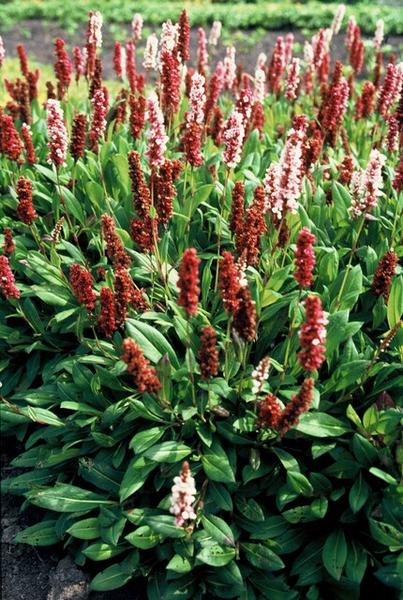 Persicaria aff. 'Darjeeling Red' - ↕10-25cm - Ø9cm - 40x  BotanicBridge