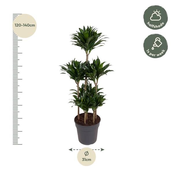 Dracaena Compacta Carrousel - 130 cm - ø31  BotanicBridge