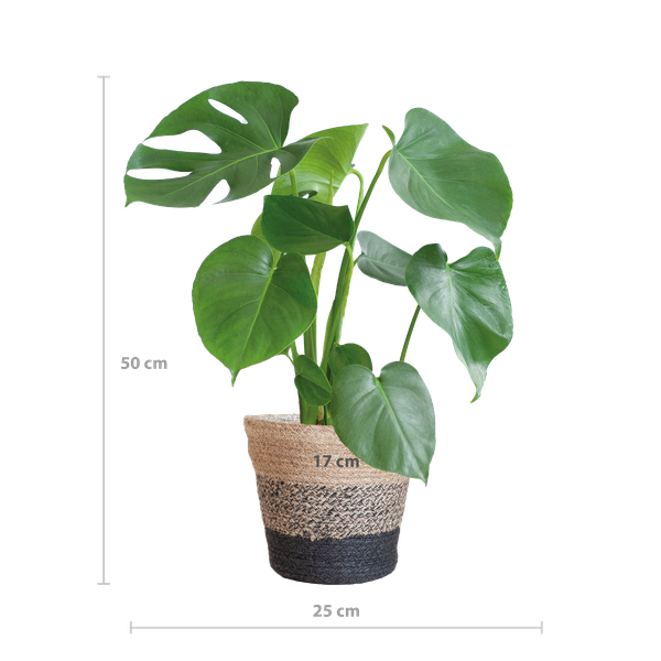 Monstera Deliciosa met Lissabon mand zwart  - 50cm - Ø17  BotanicBridge