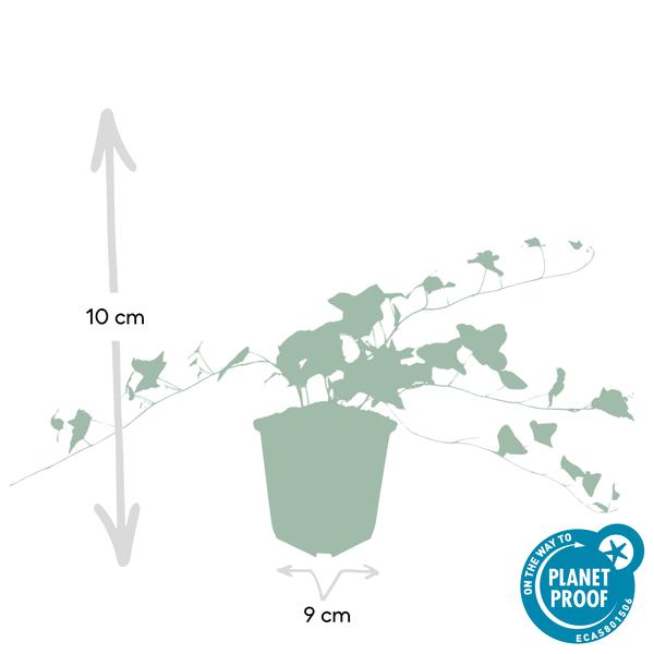 Hedera helix 'Glacier' - ↕10-25cm - Ø9cm - 20x  BotanicBridge