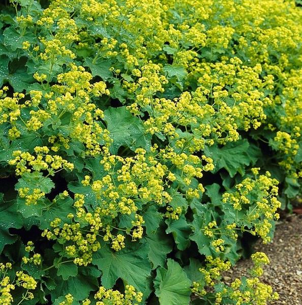 Alchemilla mollis - ↕10-25cm - Ø9cm - 40x  BotanicBridge