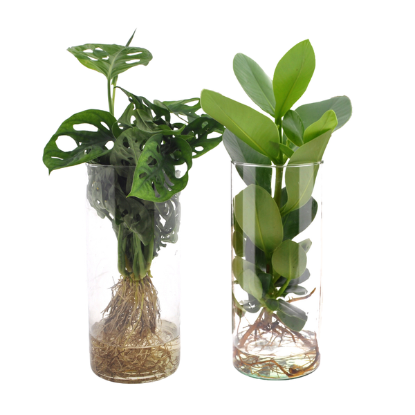 Cylinder glas Duo Monstera/Clusia - 2 stuks - Ø12cm - ↕25-40cm  BotanicBridge