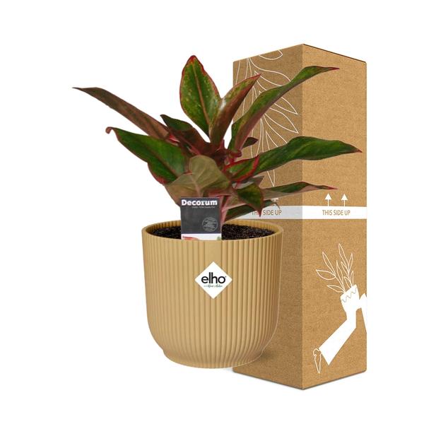 Aglaonema Crete in ELHO Vibes Fold 14cm geel  BotanicBridge