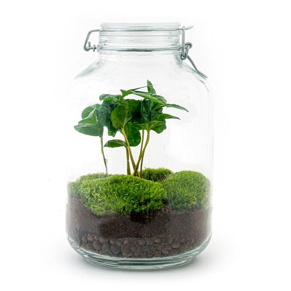 DIY terrarium - Jar - Coffea Arabica - ↕ 28 cm - Rake + Shovel + Tweezer  BotanicBridge