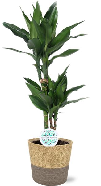 Dracaena Janet Lind - Ø17cm - ↕70cm + Ruby Pot D19x18cm - Grijs  BotanicBridge