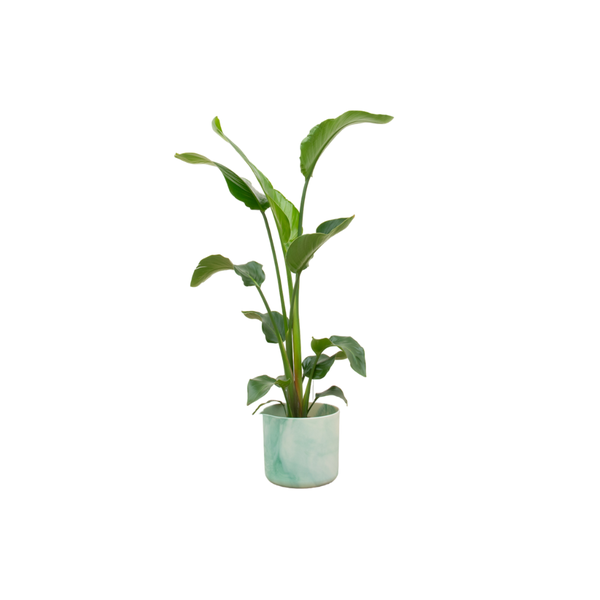 Combi deal - Strelitzia Nicolai inclusief elho Ocean Round pacifisch groen Ø22 - 100 cm  BotanicBridge