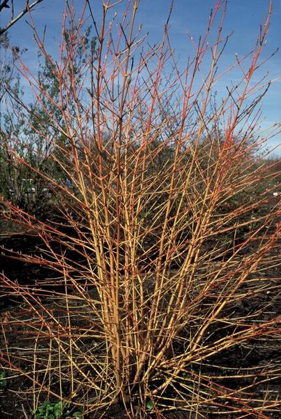 Cornus sang. 'Anny's Winter Orange' - ↕10-25cm - Ø9cm - 6x  BotanicBridge