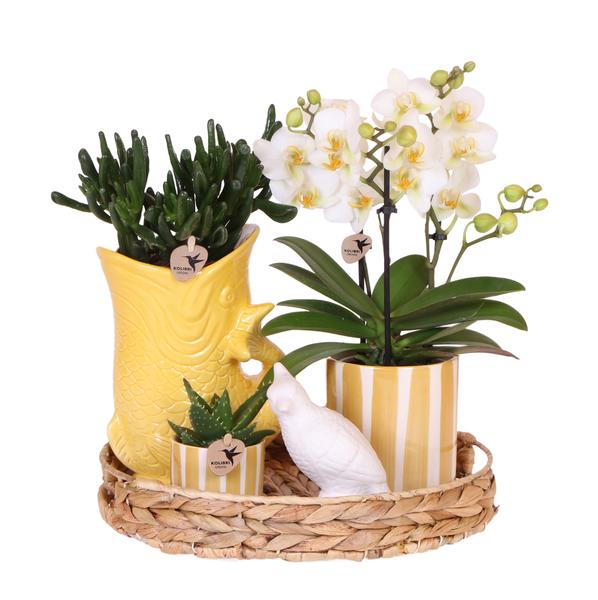 Kolibri Company | Gift set Mediterranean Sunset | Plantenset met witte Phalaenopsis Orchidee Lausanne en Succulenten incl. keramieken sierpotten  BotanicBridge