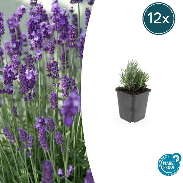 Lavandula ang. 'Dwarf Blue' - ↕10-25cm - Ø9cm - 12x  BotanicBridge