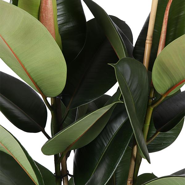 Ficus Elastica Robusta Ø24cm - ↕110cm in Era ANTRACIET pot  BotanicBridge