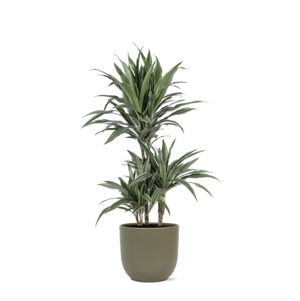 Dracaena Warneckii Ø21cm - ↕65cm in Boule OLIJF pot  BotanicBridge