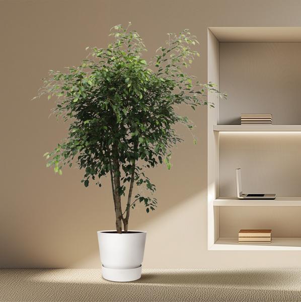 Ficus Benjamina Exotica vertakt - 190 cm - ø50  BotanicBridge