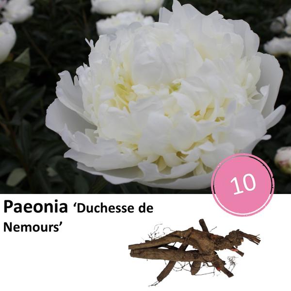 Paeonia 'Duchesse de Nemours' - 10x  BotanicBridge