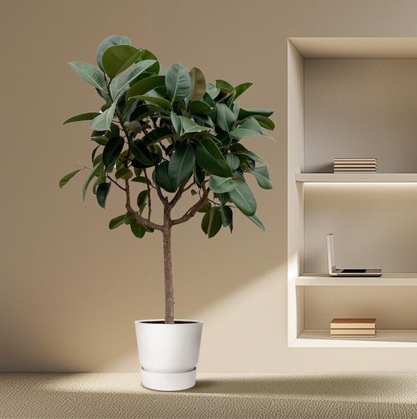 Ficus Elastica Robusta op stam - 200 cm - ø40  BotanicBridge