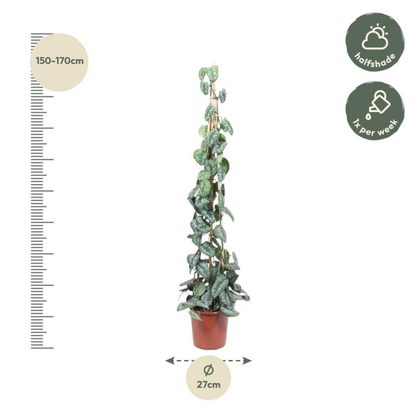 Scindapsus Pictus Trebie piramide - 160 cm - ø27  BotanicBridge