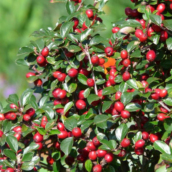 Cotoneaster dam. 'Major' - ↕25cm - Ø9cm  - 6x  BotanicBridge