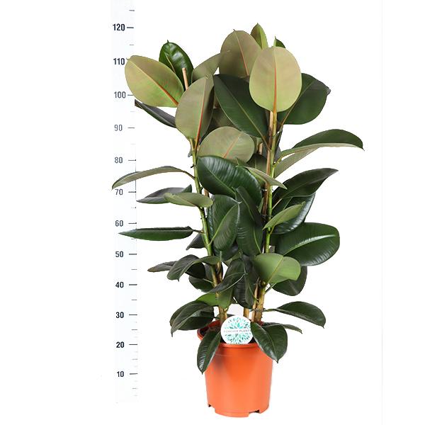 Ficus Elastica Robusta Ø27cm - ↕115cm in Boule TAUPE pot  BotanicBridge