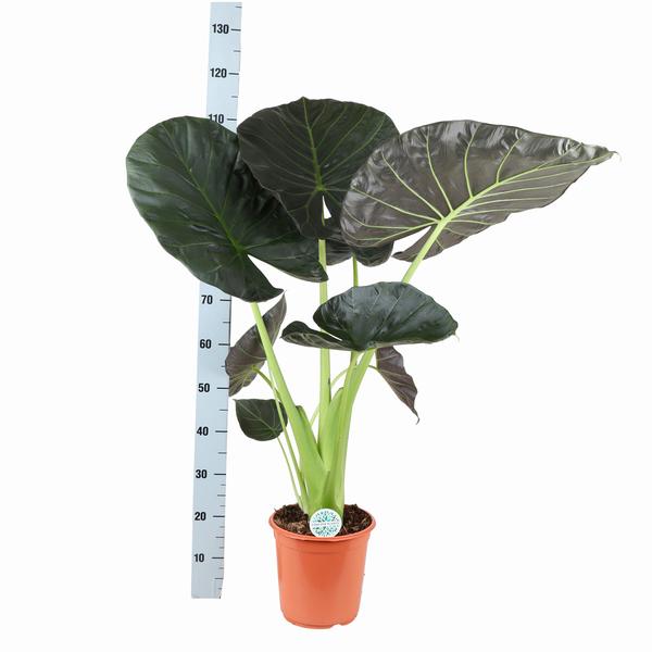 Alocasia Regal Shield Ø24cm - ↕110cm in Boule TAUPE pot  BotanicBridge